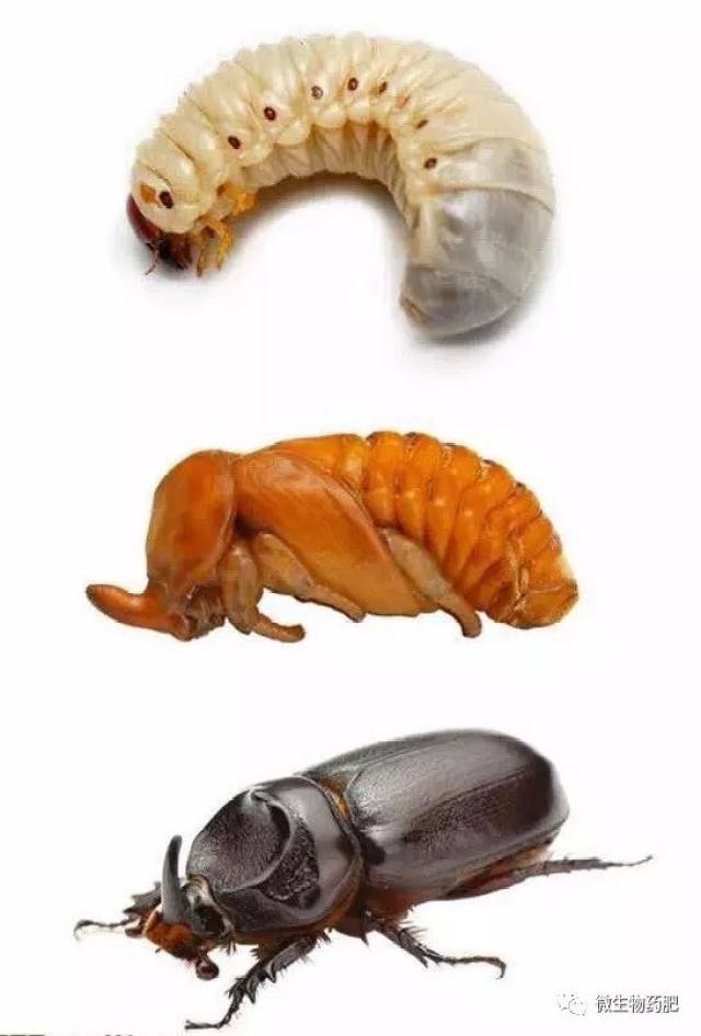 植保细说蛴螬识别及防治技术