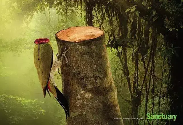 原色经典你虽不砍伐树木但却亲手毁掉了整个森林