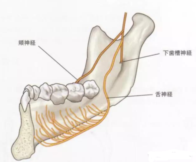 颏神经体表定位图片