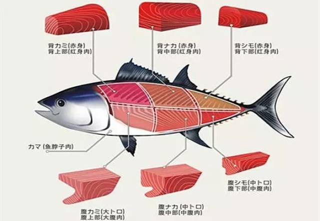以时速100km的速度遨游于茫茫大海中的金枪鱼,是立于外海食物链顶点的