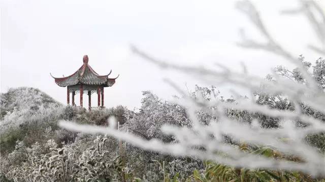 上杭梅花山中国虎园迎来入冬首场雪,各种