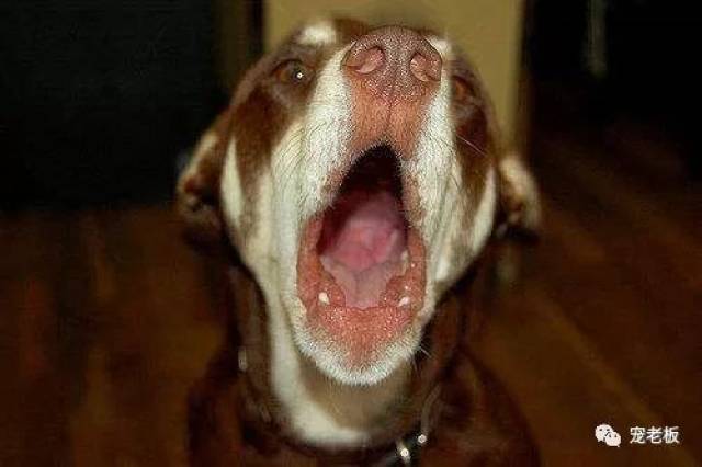 狗狗爱叫就要割声带?其实让它安静的方法很多!