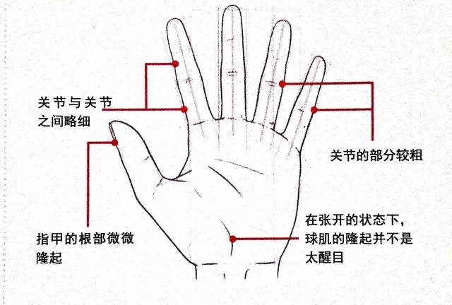 手掌关节图结构图图片