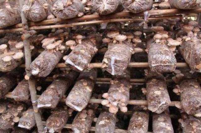 分享一种长秸秆栽培食用菌技术