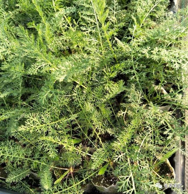 西洋蓍草能帮士兵们止血,还能增强植物对疾病的抵抗力