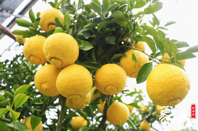 唐伯虎来象山点"春香"?这位晓塘"邻家姑娘"被围观啦!