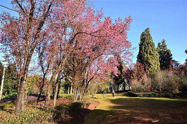 冬日的昆明植物園,美哭!