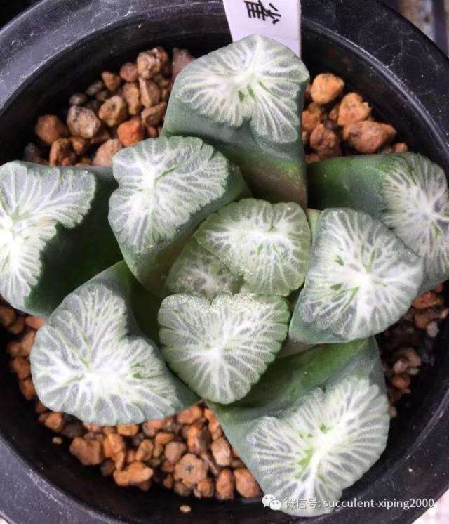 14.万象-布引 尺寸:6.4cm 出品人:周中元 15.玉扇-蓝镜母本 尺寸:9.