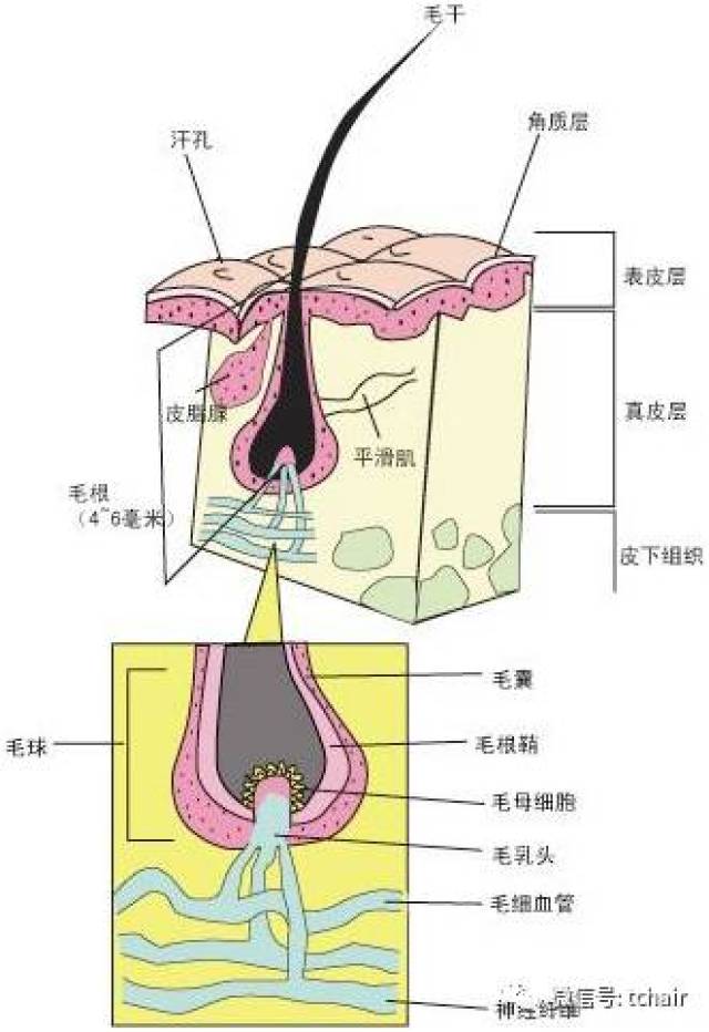 但是如果某一天,出现了意外,例如毛囊受到了伤害,罢工了,那么头发就会