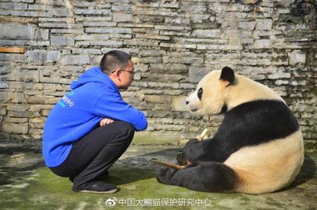 18歲雄性大熊貓