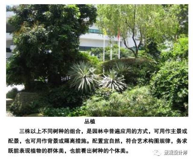 三株丛植植物配置,丛植植物配置,七株植物丛植_大山谷图库