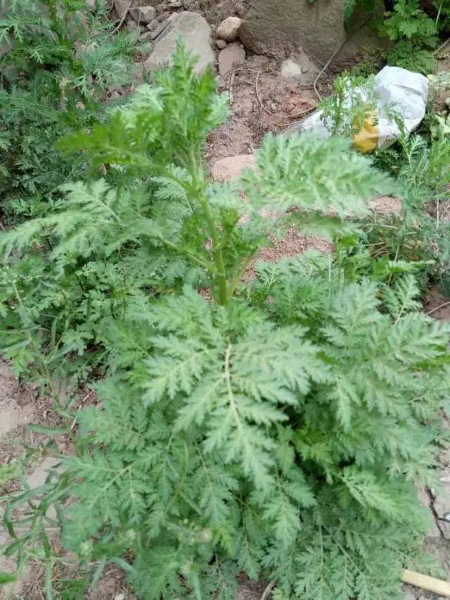 【你所不知道的植物秘密】大耔蒿