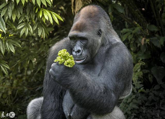 大猩猩吃葡萄 吃相和人一模一样