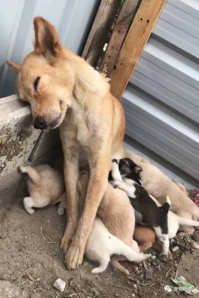 狗媽媽照顧小狗狗累癱發現有人馬上驚醒保護它們