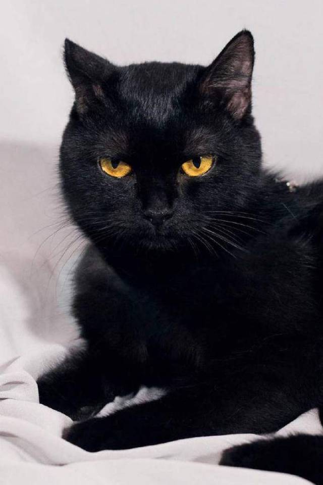 这只黑猫有什么特殊之处?陈凯歌拍《妖猫传》为什么一定要选它?