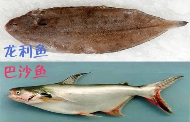 有"辅食黄金"之称的这三种鱼, 妈妈们真的分辨得出真假?