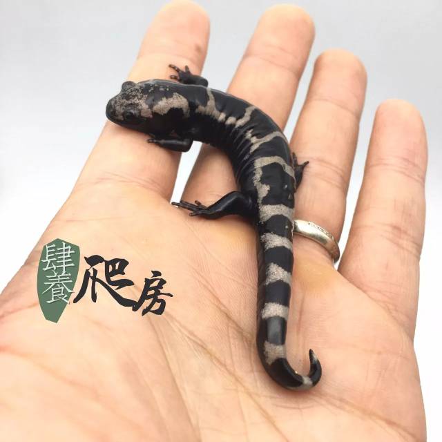 血系cross的暖色豹纹守宫也上新啦!实物美哭! | 上新