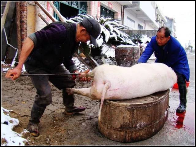 杀了她喂猪 搜狐网