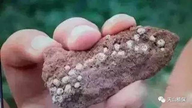 关于磷肥这里有最全的解释磷肥究竟咋施效果最好