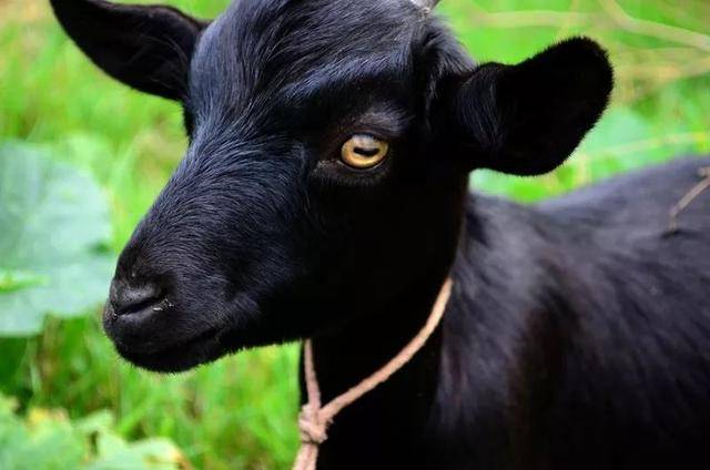 来自南方的羊——东山羊