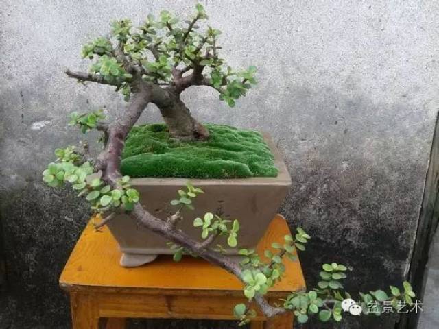 金枝玉叶盆景制作技巧,金枝玉叶盆景怎么养,金枝玉叶50年盆景_大山谷图库
