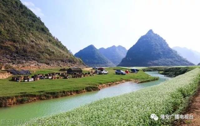 快来!隆安更望湖荞麦花海美翻这个冬天