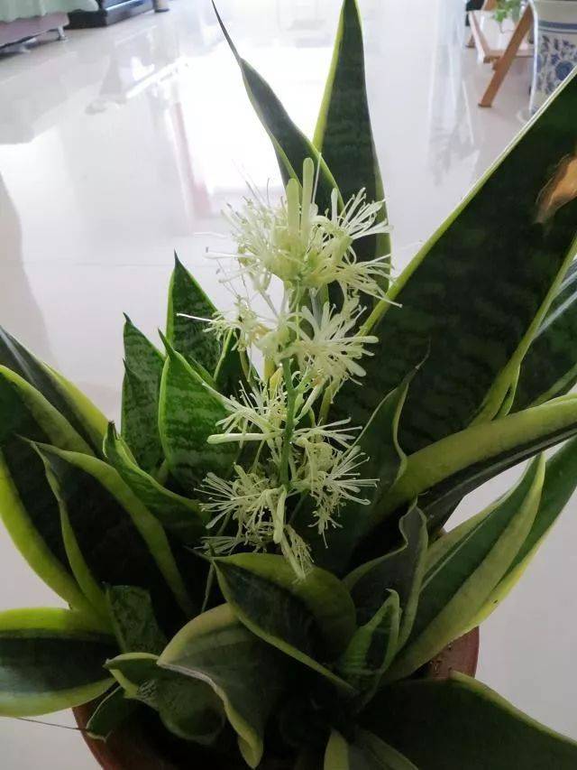 冬天这八种常见的室内花卉,不了解它们的脾性还真养不好!