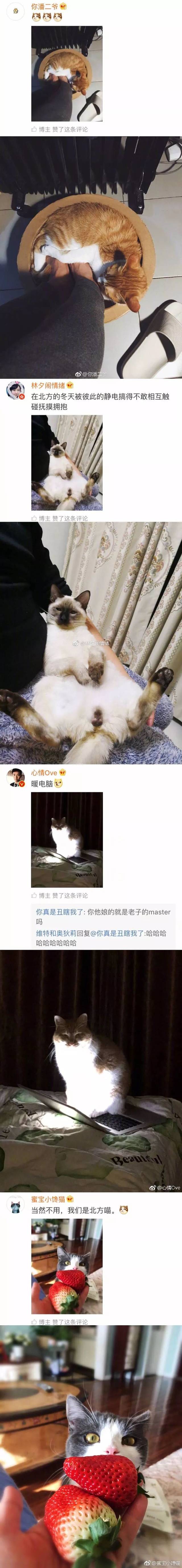 冬天用猫捂脚,是种什么体验?