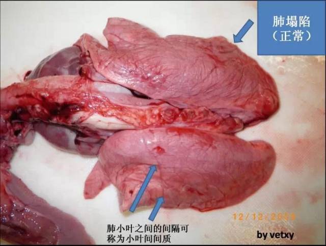 猪喘气病肺部病变图图片