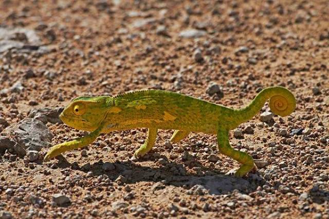 神奇的动物世界变色龙的隐身术