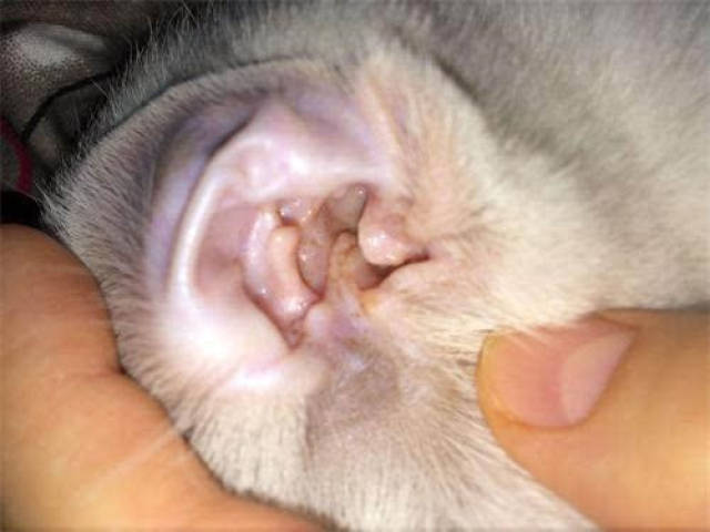 猫耳垢正常的样子图片