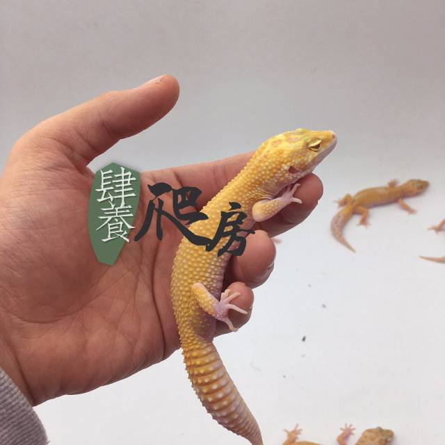 无纹红眼暴龙驾到!这次终于有雄性个体了~ | 上新