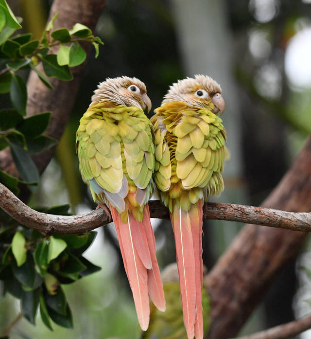 两只有爱的黄边锥尾鹦鹉