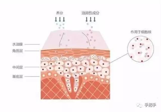 【护肤】皮肤吸收差,护肤品再贵也白搭!| 手把手