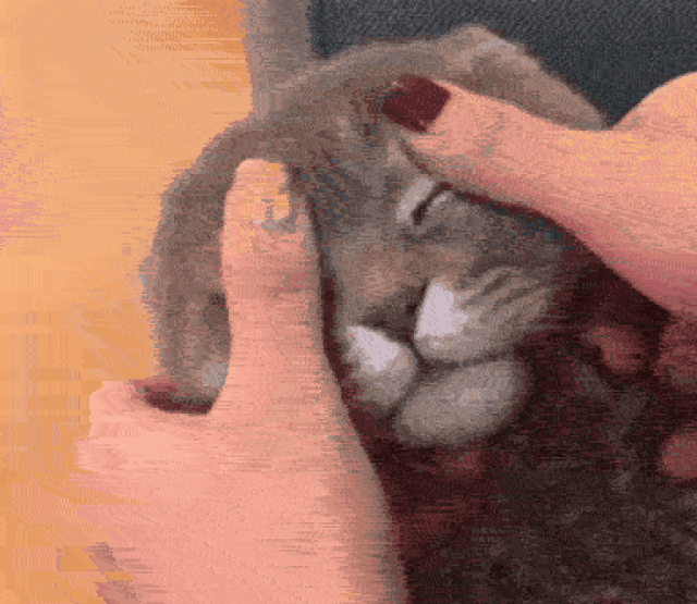 用手按猫咪头的表情包图片