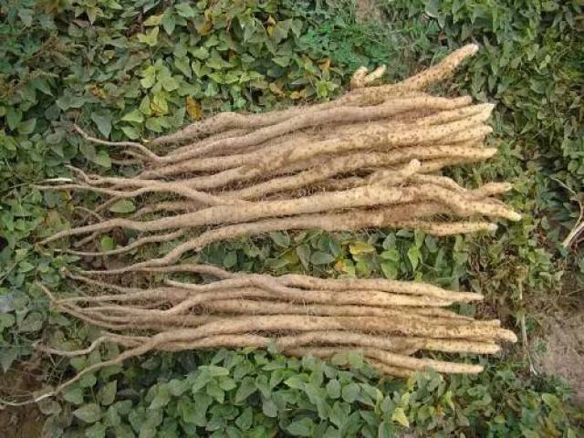 无霜期长,积温高 作物生长期相对延长的气候特点 造成温县铁棍山药在