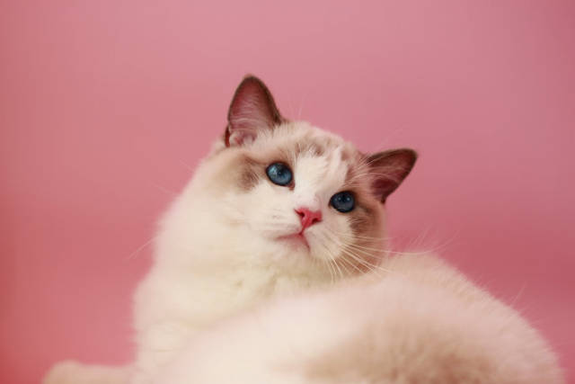 哪里能买到纯正布偶猫-dollgarden深圳布偶猫舍