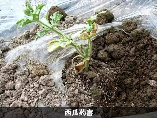 还在为西瓜出药害而苦恼?本文专门教你解决此问题