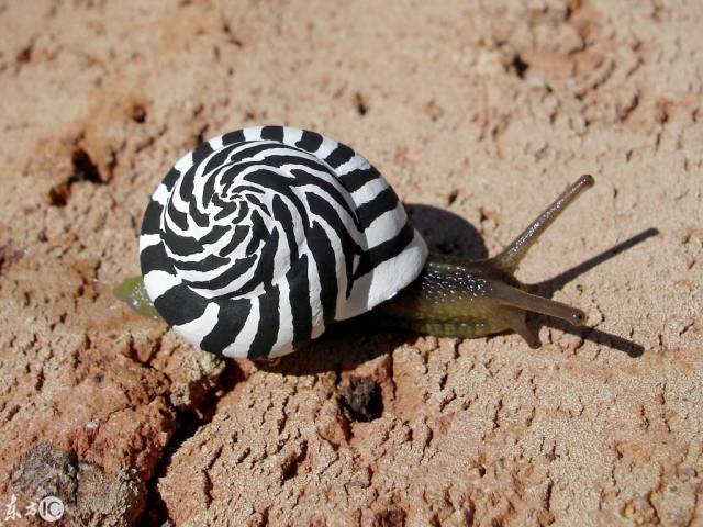 瑞典艺术家真牛,在蜗牛壳上作画