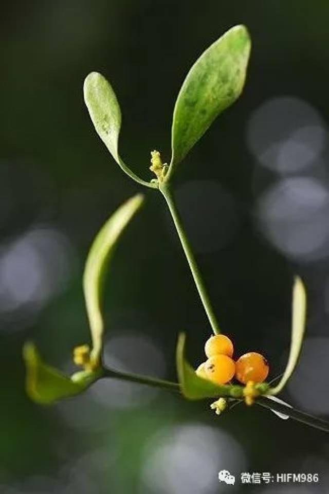 “寄生”，爱情的另一种状态_搜狐网