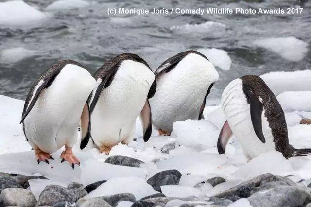 看一次笑一次,2017年世界上最好笑的动物照片来啦