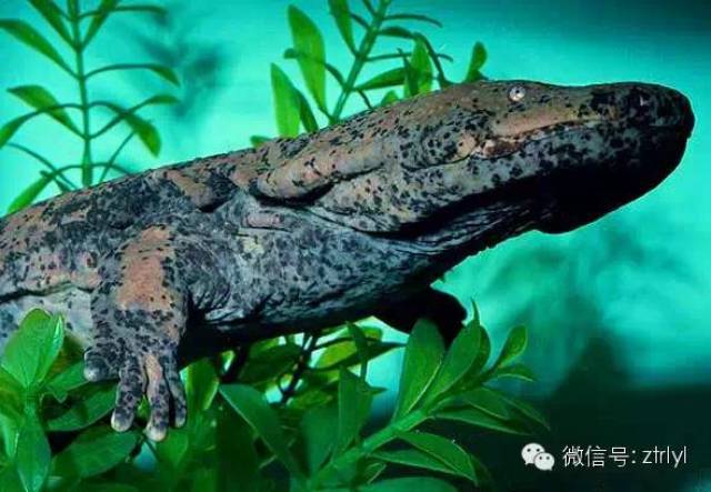 rlyl物种说今日中国大鲵chinesegiantsalamander