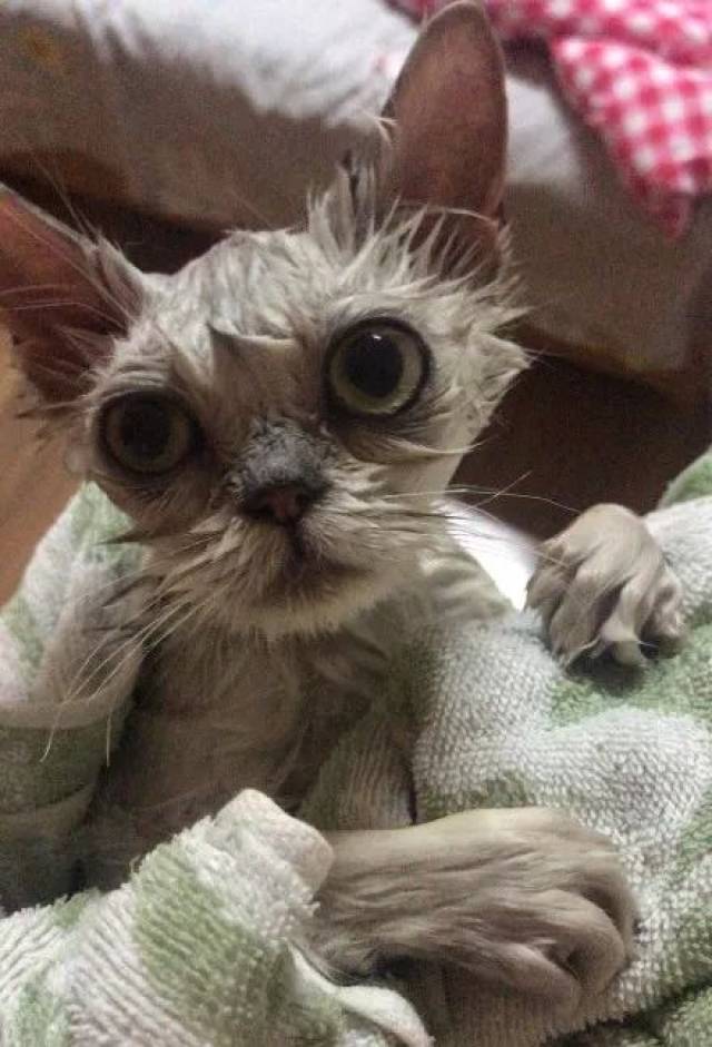 养一只丑丑的猫咪是什么样的体验?
