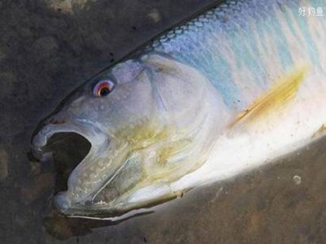 马口鱼多生活于山涧溪流中,尤其是在水流较急的浅滩,底质为砂石的小溪