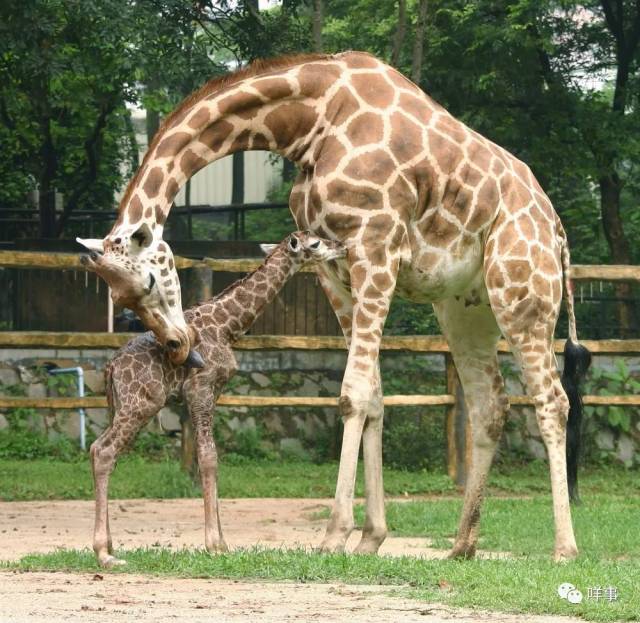 2006年,广州动物园在国内首次人工哺育成功长颈鹿