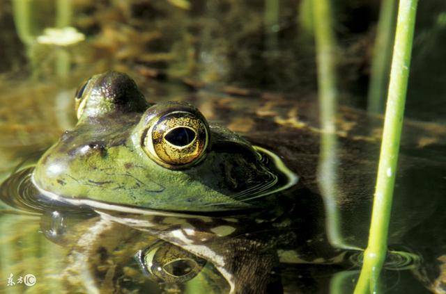 池塘的鸣蛙-娱乐频道-手机搜狐