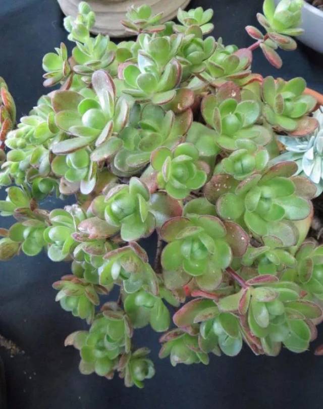 在拉戈梅拉島 豔日輝的拉丁文名aeonium decorum f.