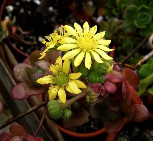 aeonium decorum,在拉戈梅拉島.