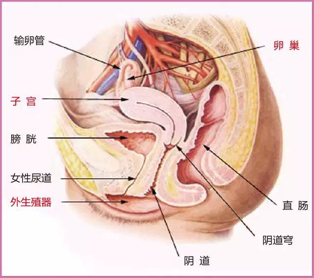 盆腔积液=盆腔炎?没那回事儿!