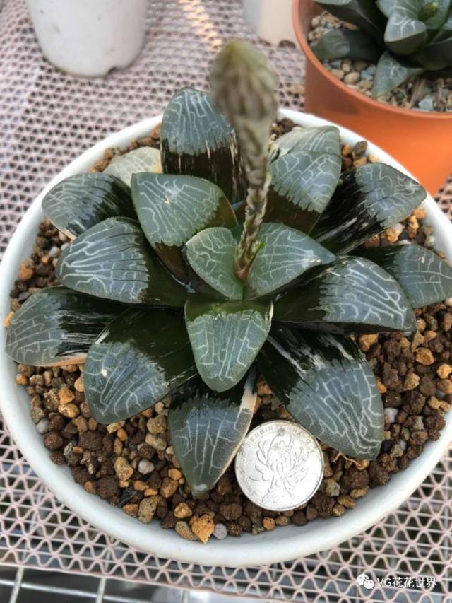 17玉扇【终极蓝】叶插苗1.8cm 0起30加 来自蔡哥